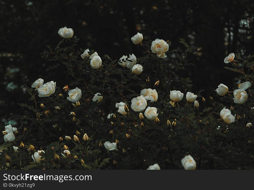 Bed of White Petaled Flowers