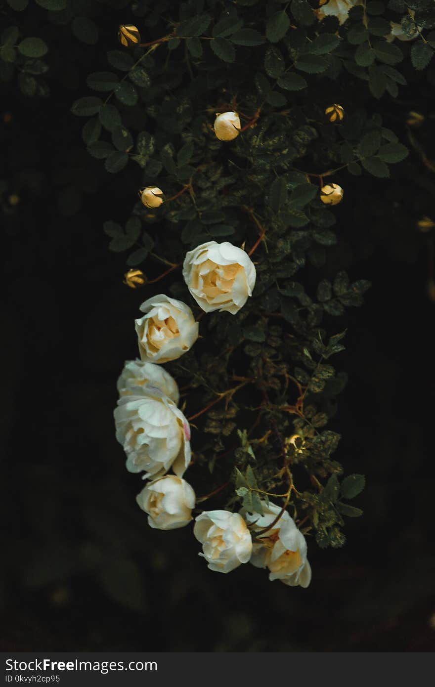 White Rose With Green Plants