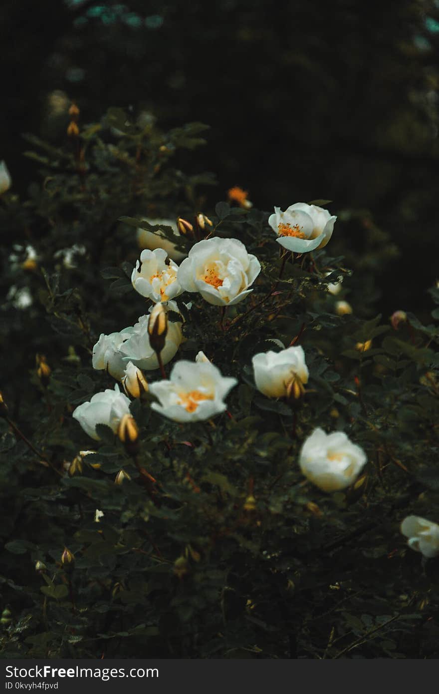 White Petaled Flower