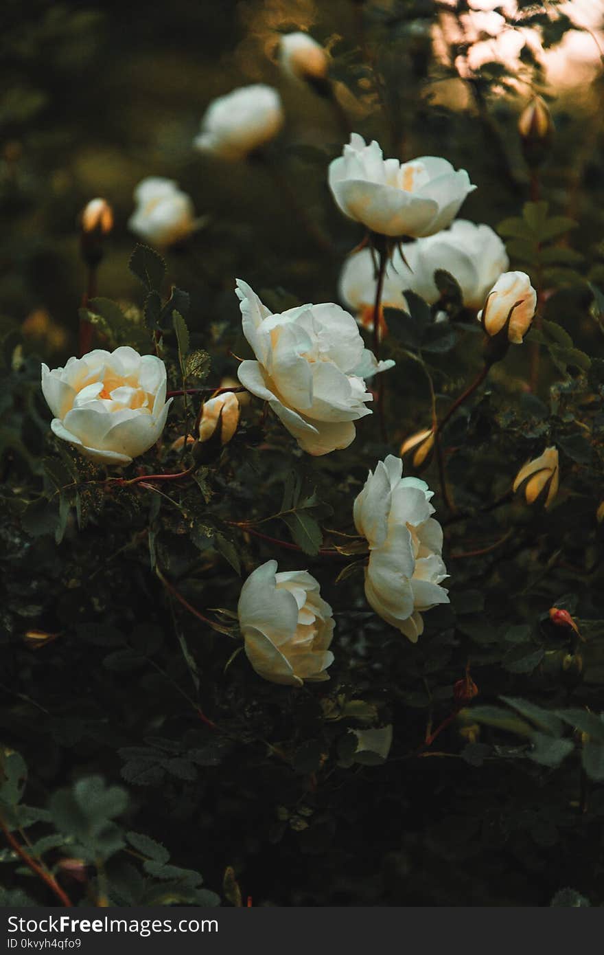 White Petaled Flowers