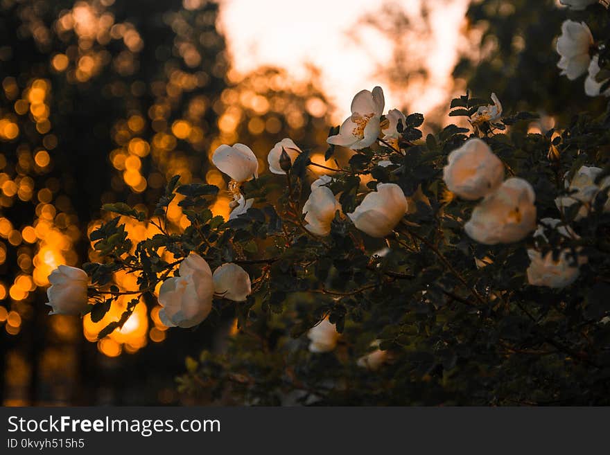 Shallow Focus Photography of Pink Flowers