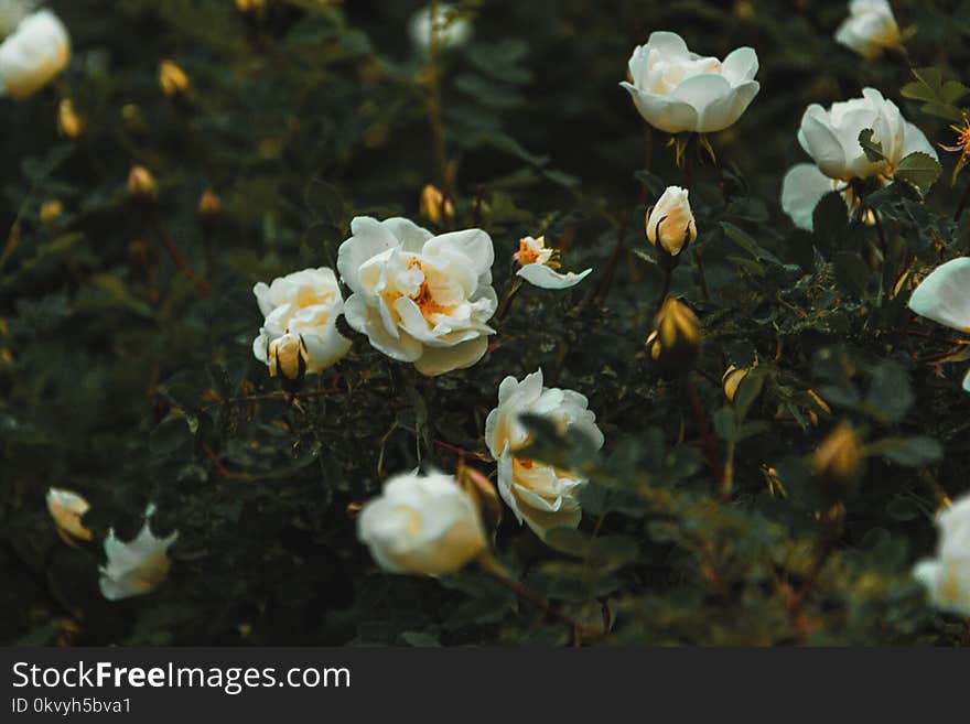 White Petal Flowers on Floor