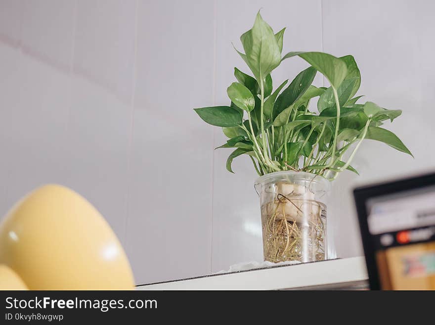 Photo of Green Plants in Clear Vase