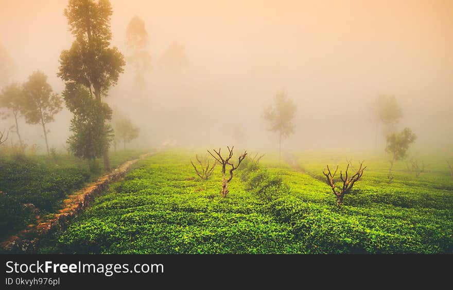 Green Grass Field and Trees