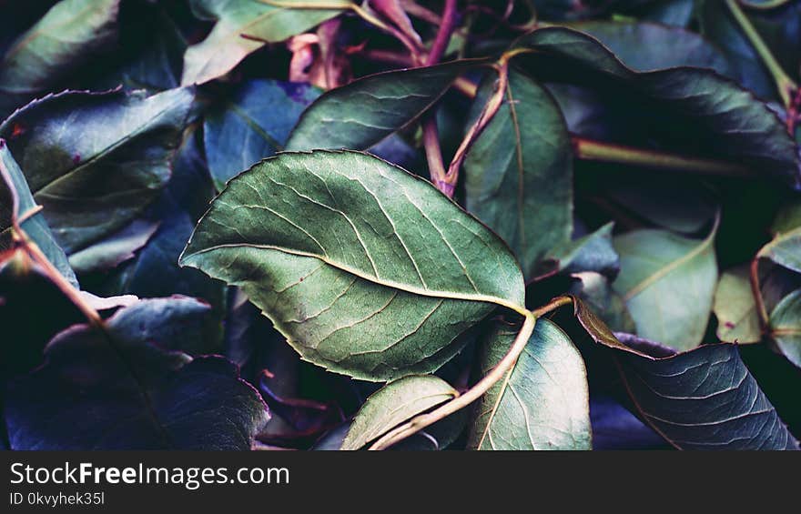 Green Leaf Plant