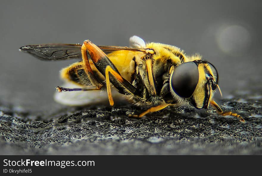 Macro Photo of Yellow Wasp