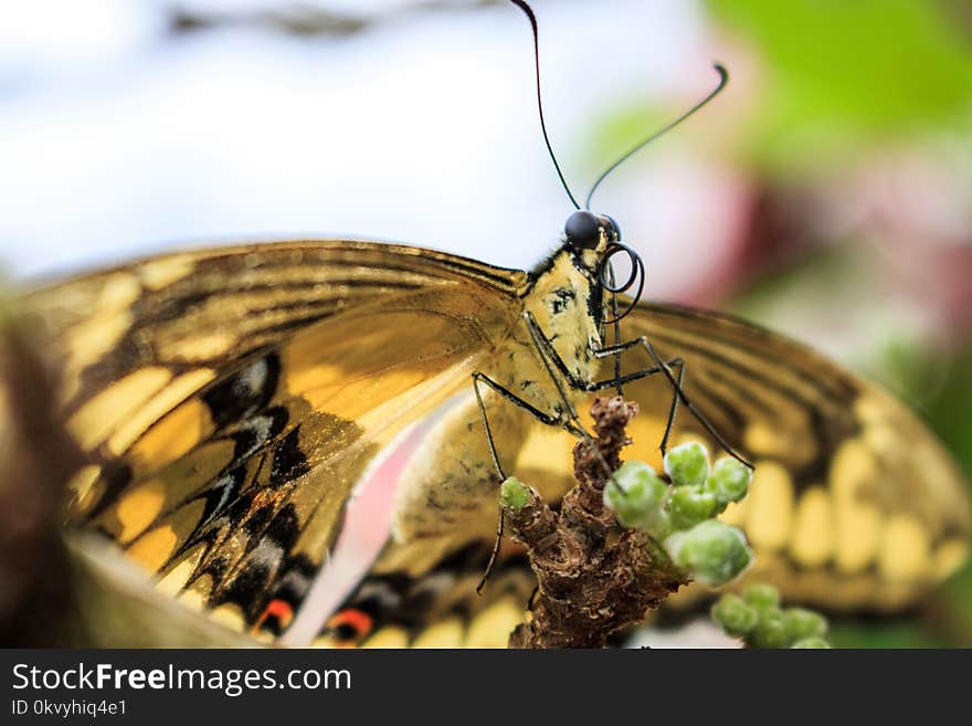 Closeup Photo of Yellow Butterfly