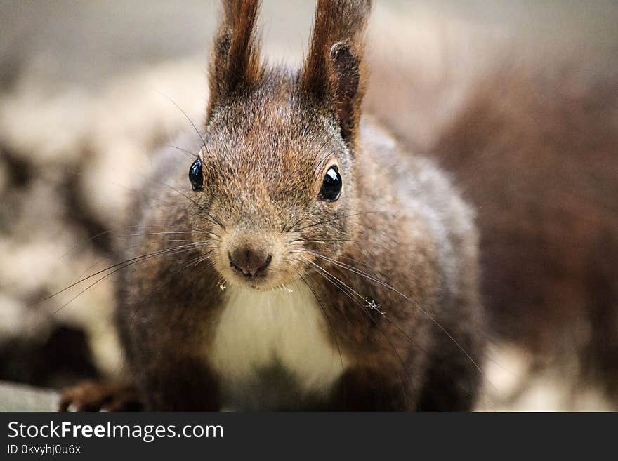 Brown and White Squirrel