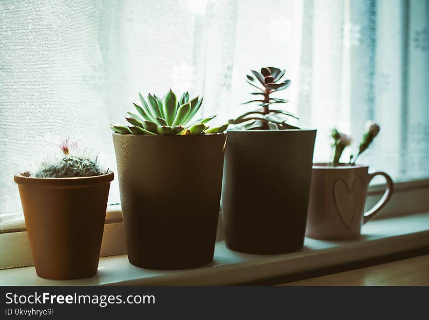 Four Assorted-color Plants on Pots Near Window