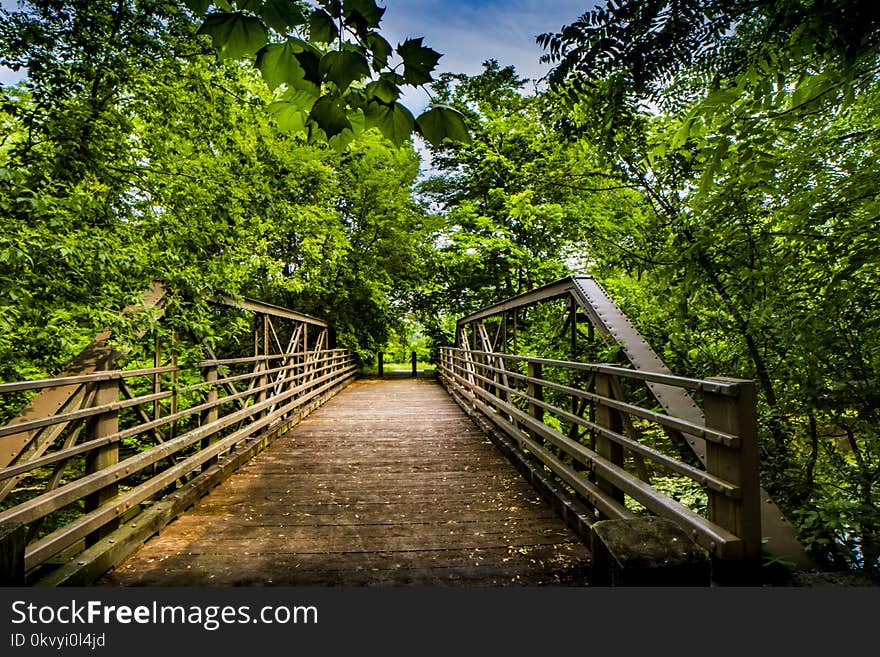 Photography of Wooden Bridge Surrounded by Trees