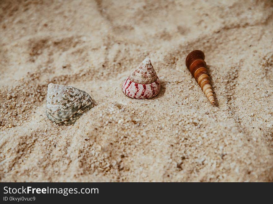 Three Assorted Sea Shells on Brown Sand