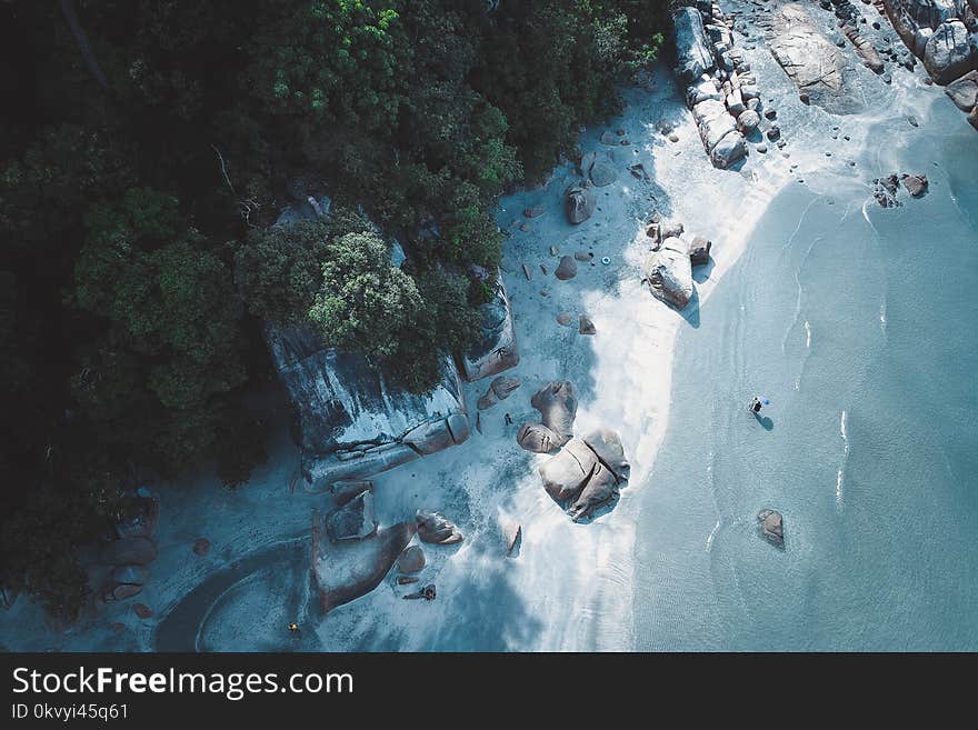 Seashore Near on Forest Trees on Bird&#x27;s Eye View