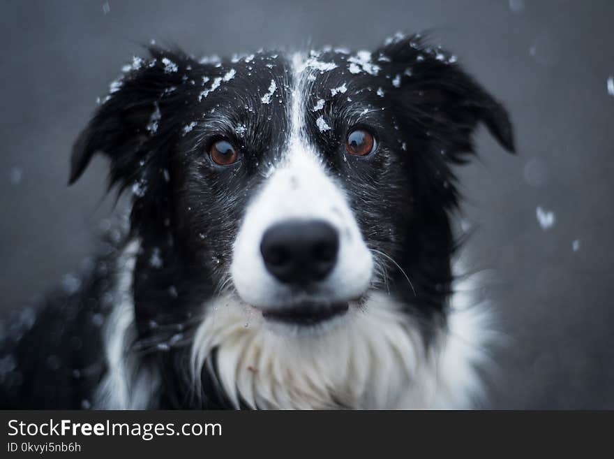 Selective Focus Photography of Adult Black and White Border Collie