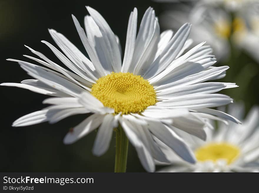 White Daisy Flower in Closeup Photography