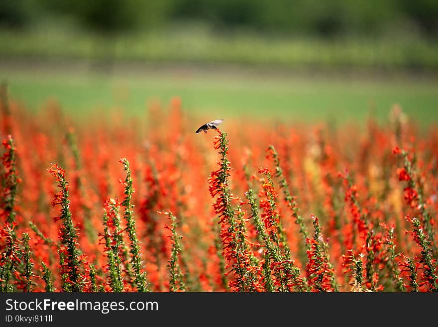 Red Petaled Flower Field at Daytime