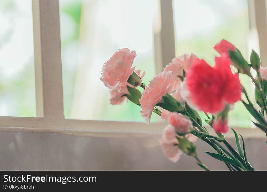 Pink Petaled Flower Near Glass Window