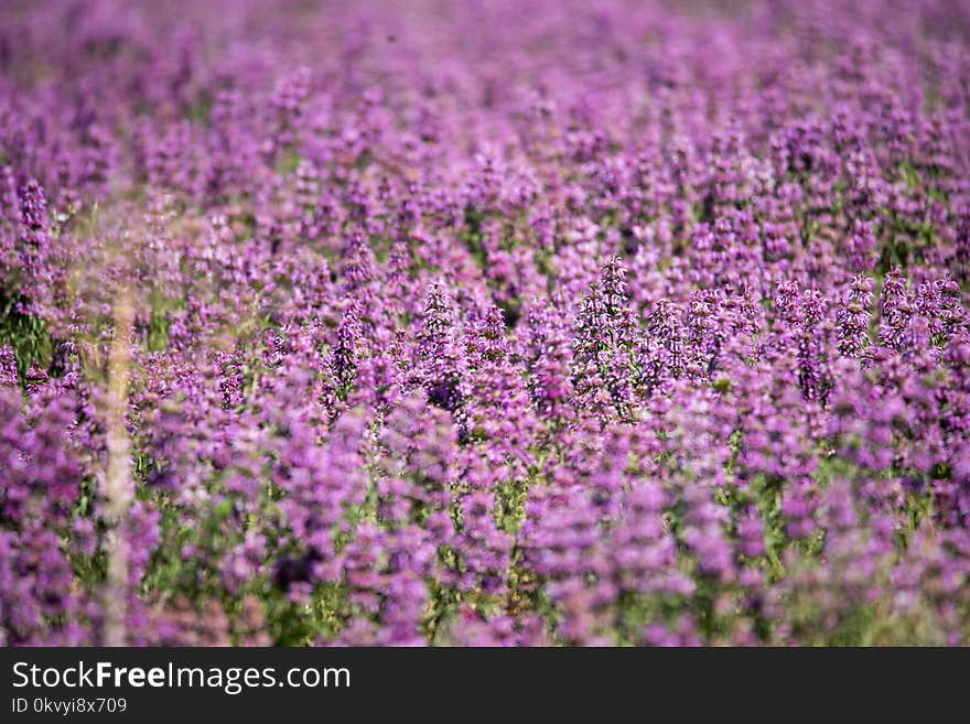 Lavender Field