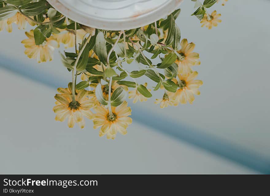 Low Angle Photography of Petaled Flowers on White Ceramic Pot