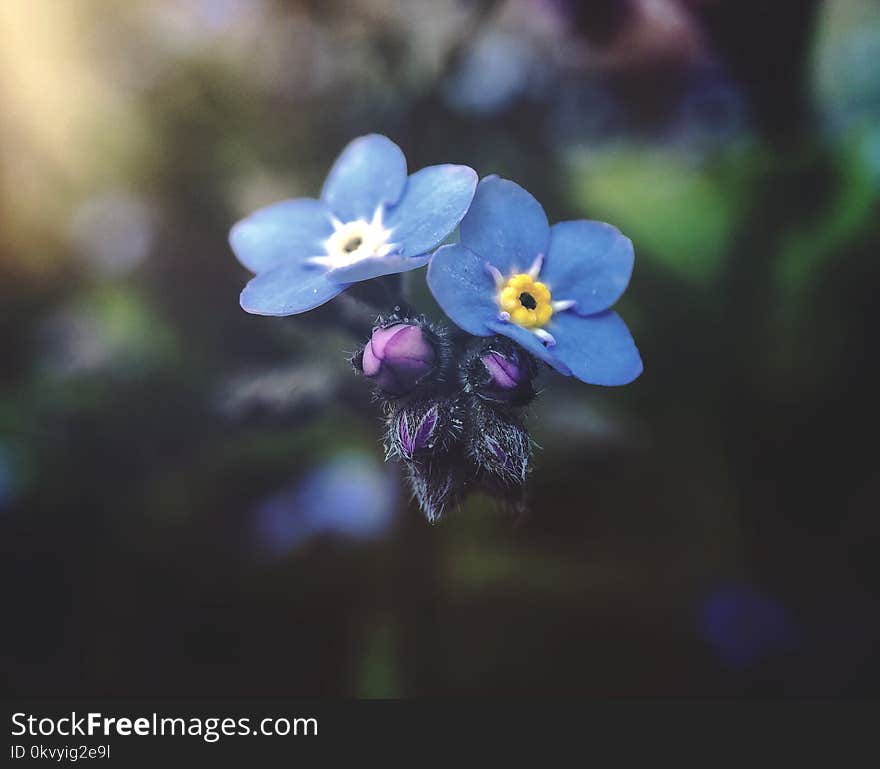 Selective Focus Photography of Blue Petaled Flowers