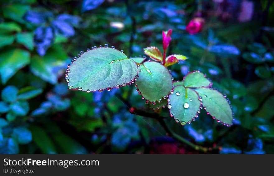 Shallow Focus Photography of Green Plants