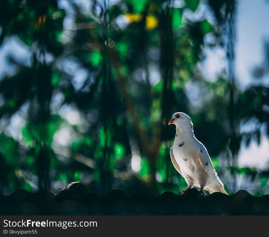 White Mourning Dove