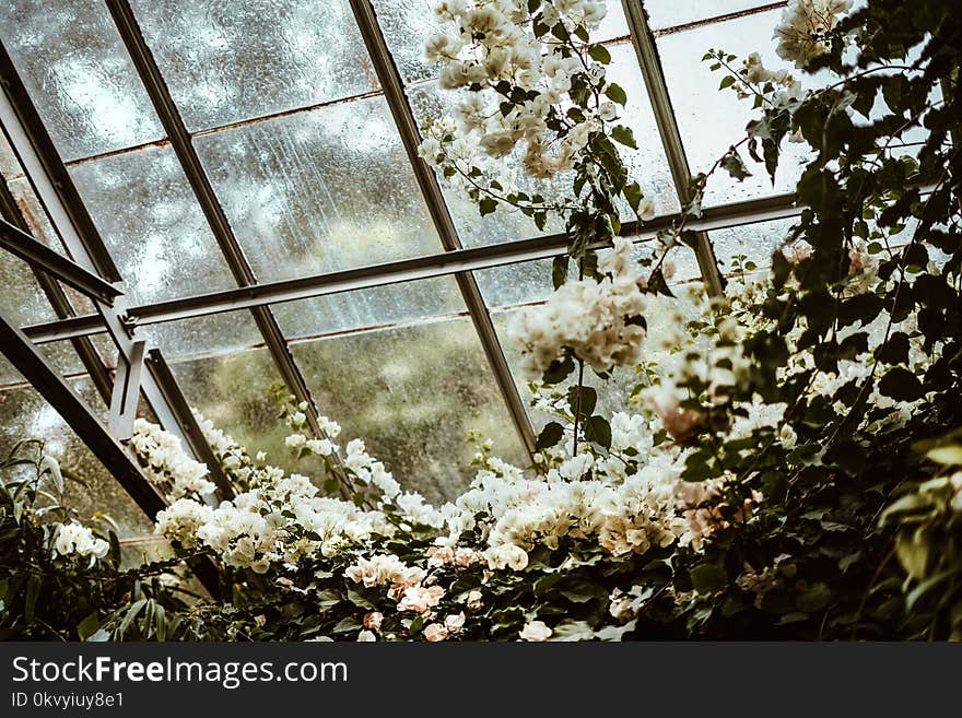 White Cluster Flowers Beside Glass Window