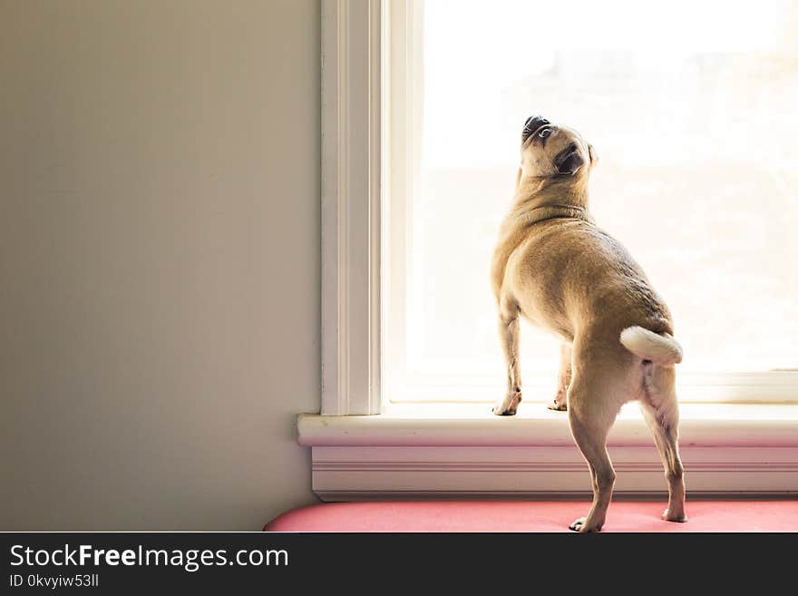 Fawn Pug Looking at Window