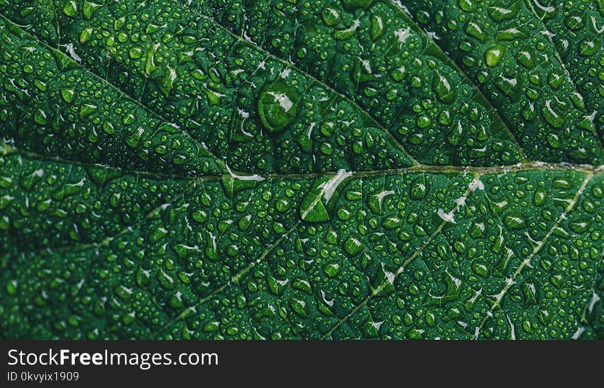 Close-up Photography of Green Leaf With Drops of Water