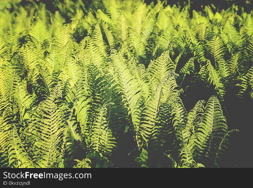 Green leaves of Fern plant growing at spring in garden.