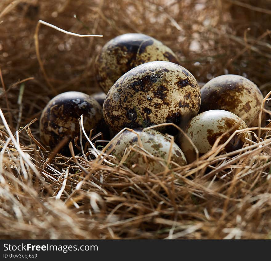 Conceptual still-life with quail eggs in hay nest, close up, selective focus