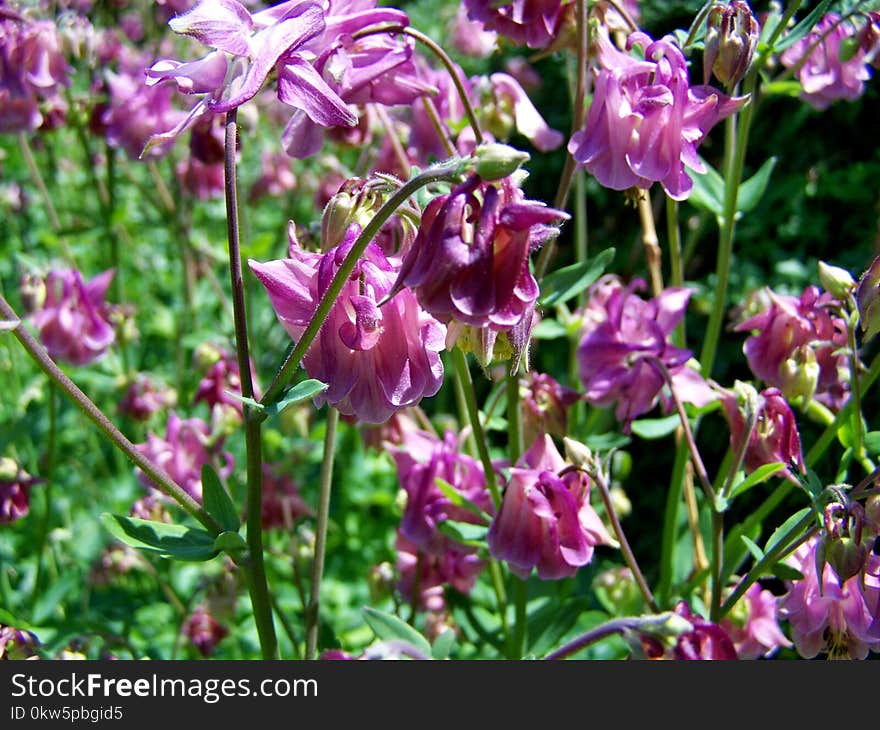 Plant, Flower, Flora, Flowering Plant