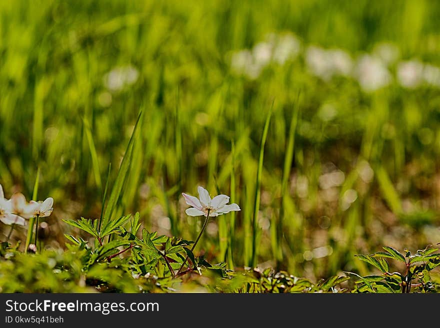 Vegetation, Grass, Flora, Leaf