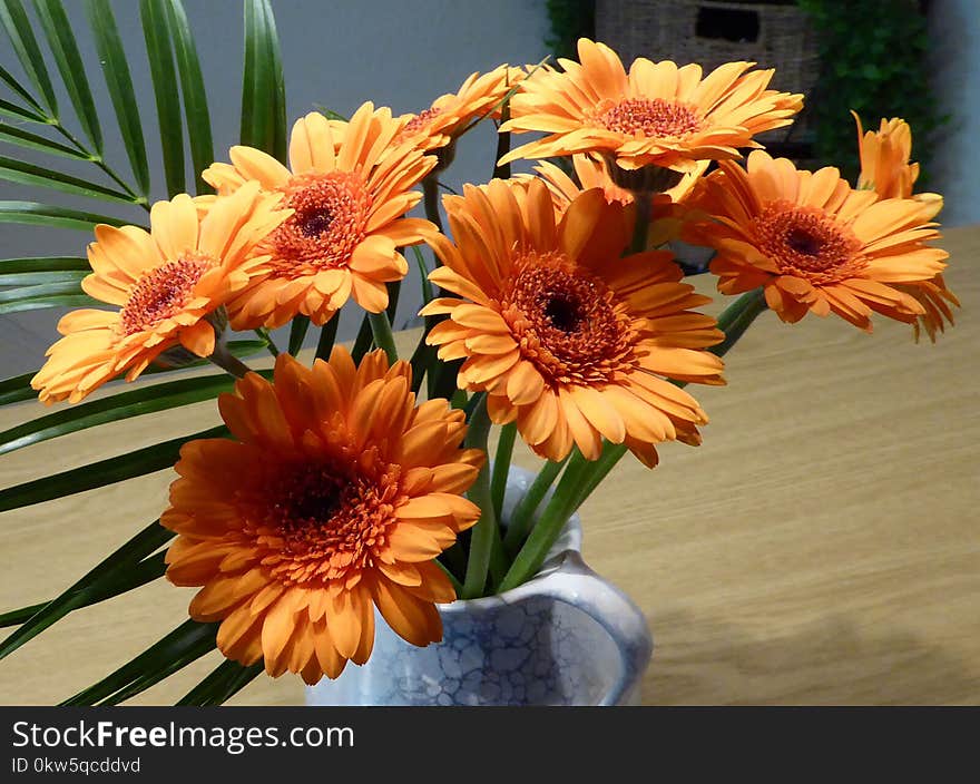 Flower, Yellow, Gerbera, Floristry