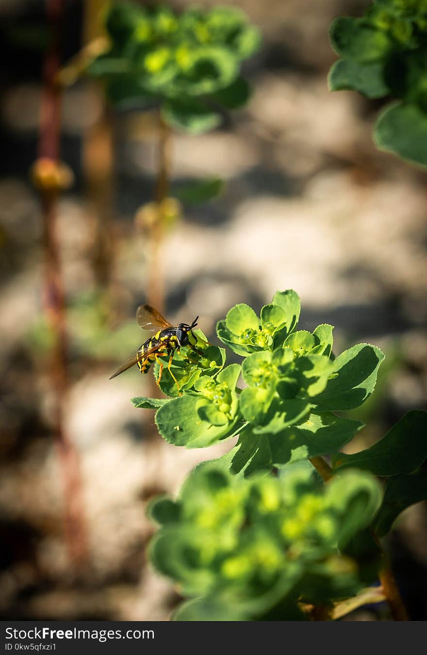 Plant, Leaf, Flora, Herb