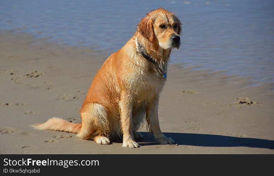 Dog, Dog Like Mammal, Golden Retriever, Dog Breed