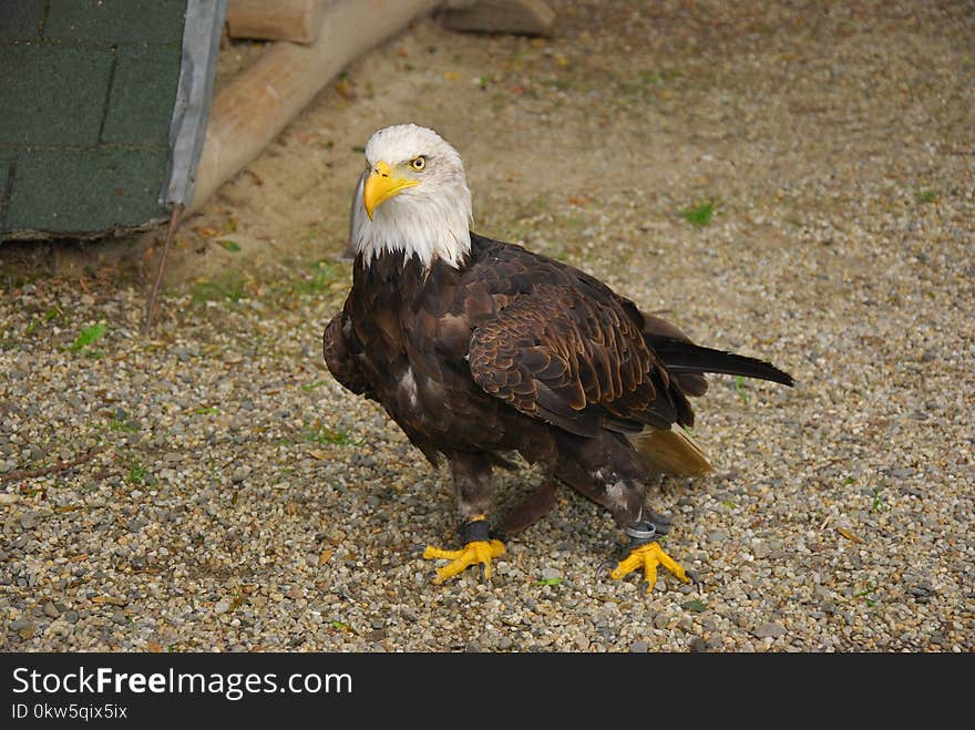 Bird, Eagle, Bird Of Prey, Beak