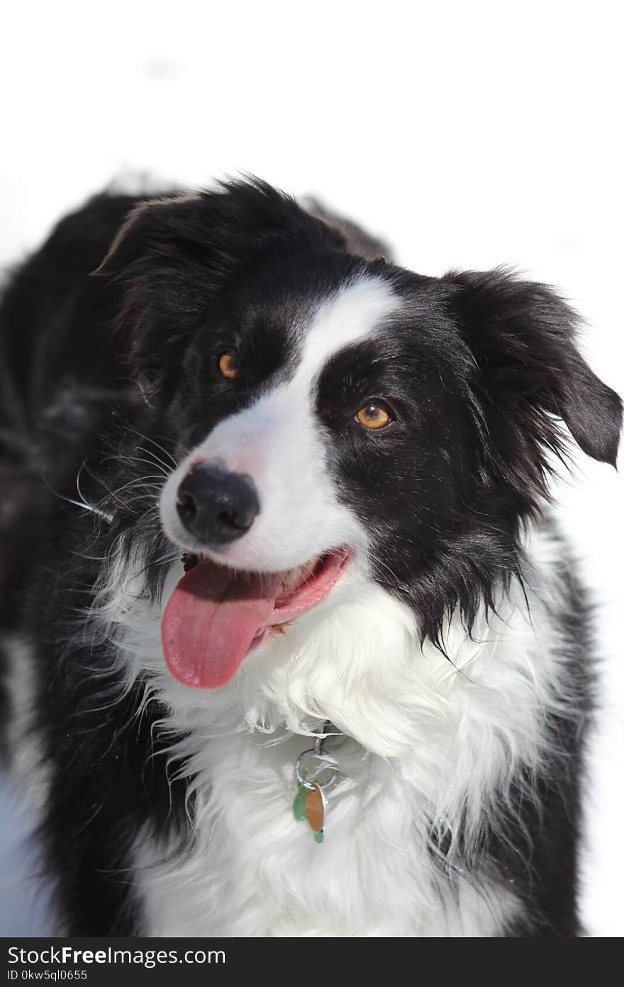 Dog, Dog Breed, Dog Like Mammal, Border Collie