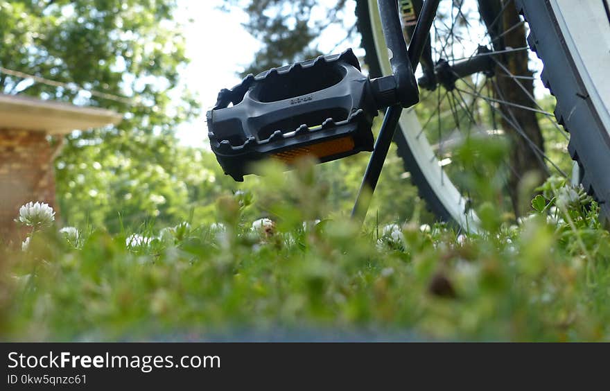 Plant, Grass, Tree, Road Bicycle