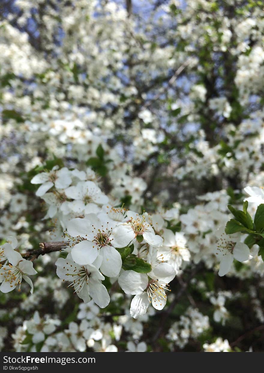 Spring, Flora, Plant, Blossom