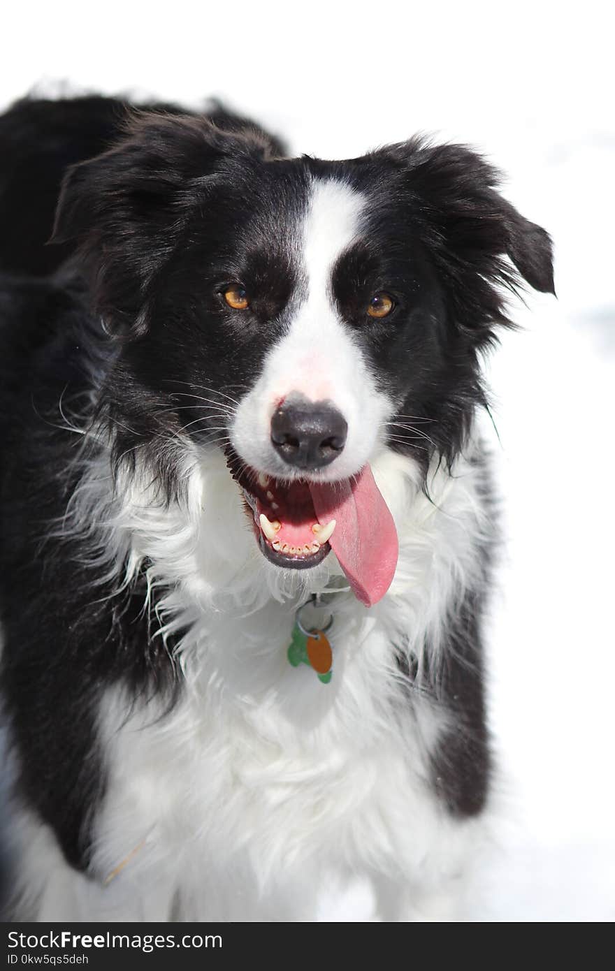 Dog, Dog Breed, Dog Like Mammal, Border Collie