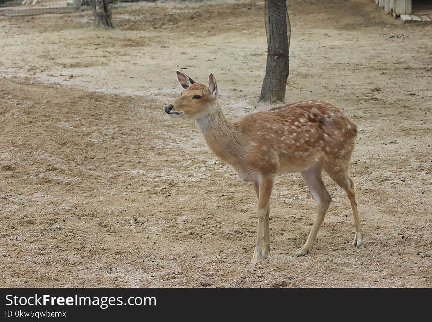 Wildlife, Deer, Fauna, Ecosystem