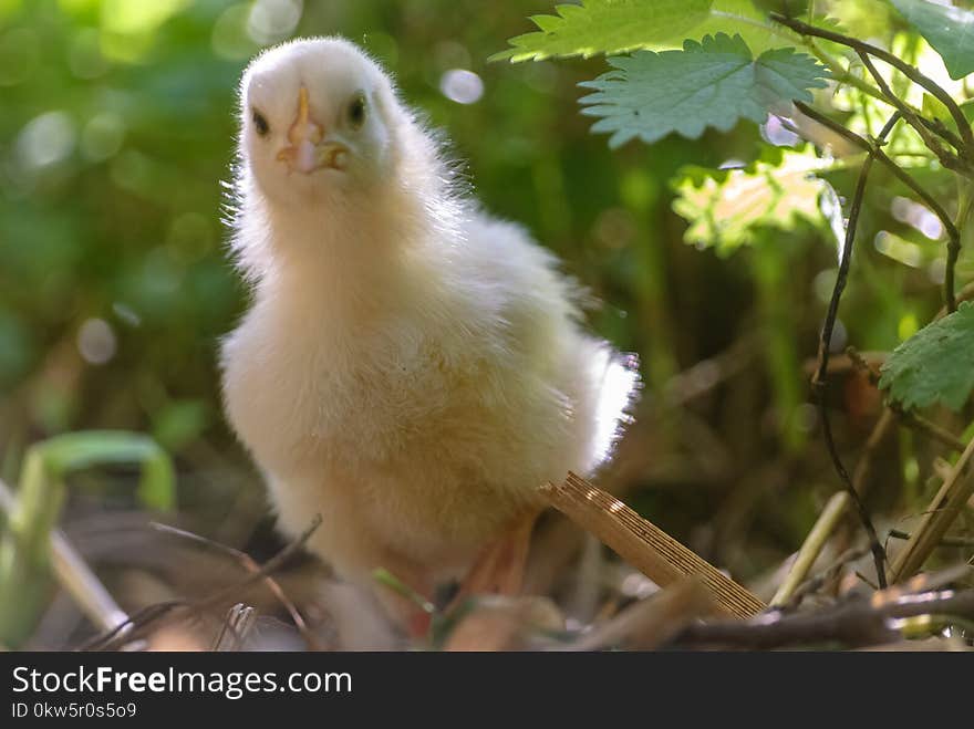 Bird, Beak, Fauna, Galliformes