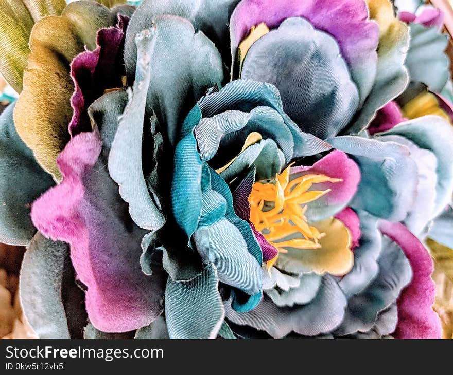 Flower, Petal, Cut Flowers, Flowering Plant