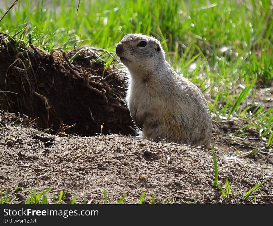 Mammal, Fauna, Ecosystem, Prairie Dog