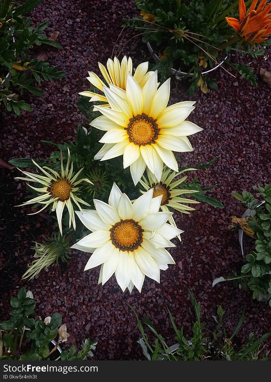 Flower, Plant, Flora, Oxeye Daisy