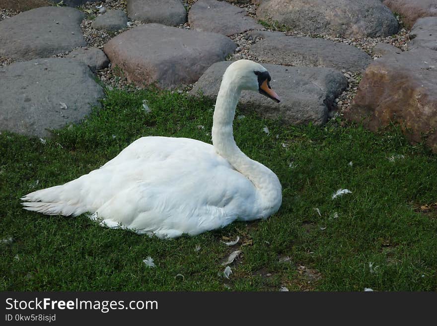 Swan, Bird, Water Bird, Ducks Geese And Swans