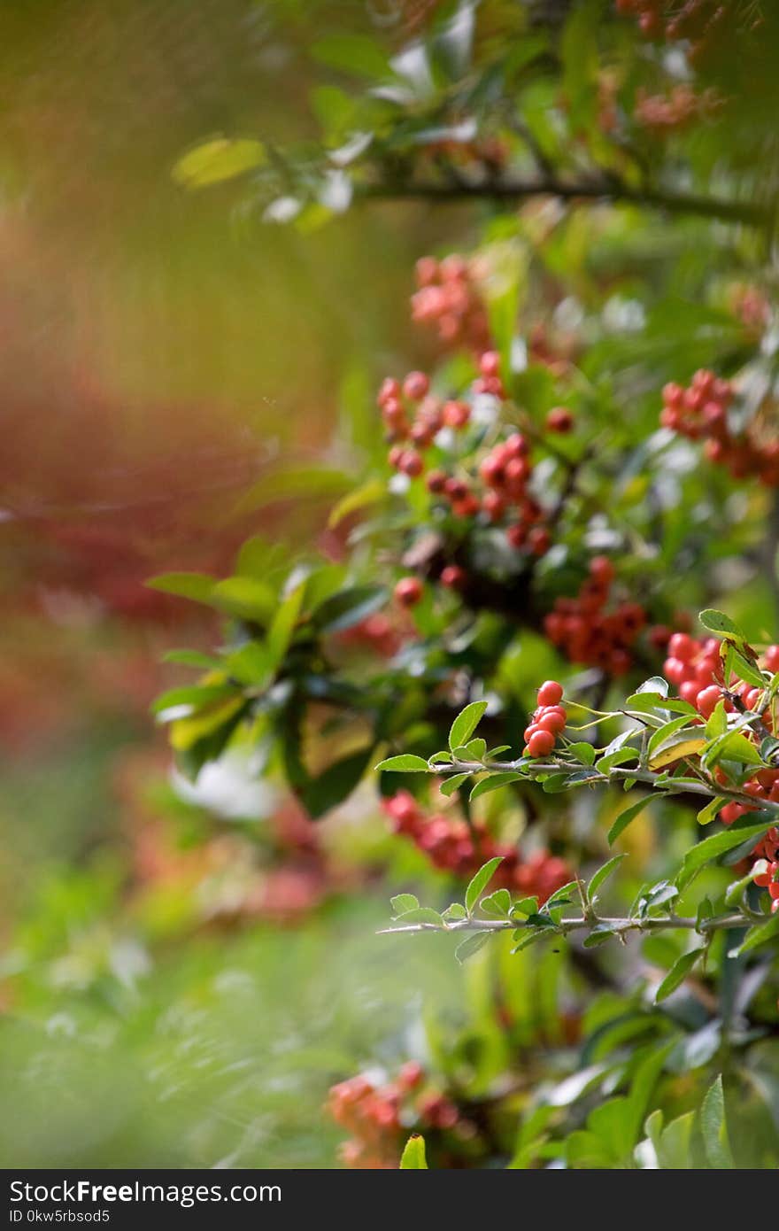 Vegetation, Branch, Leaf, Hawthorn