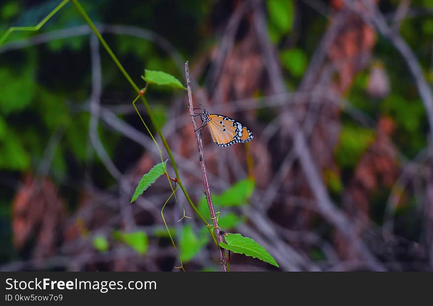 Ecosystem, Wildlife, Butterfly, Invertebrate