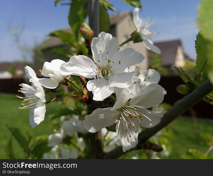 White, Flower, Flora, Blossom