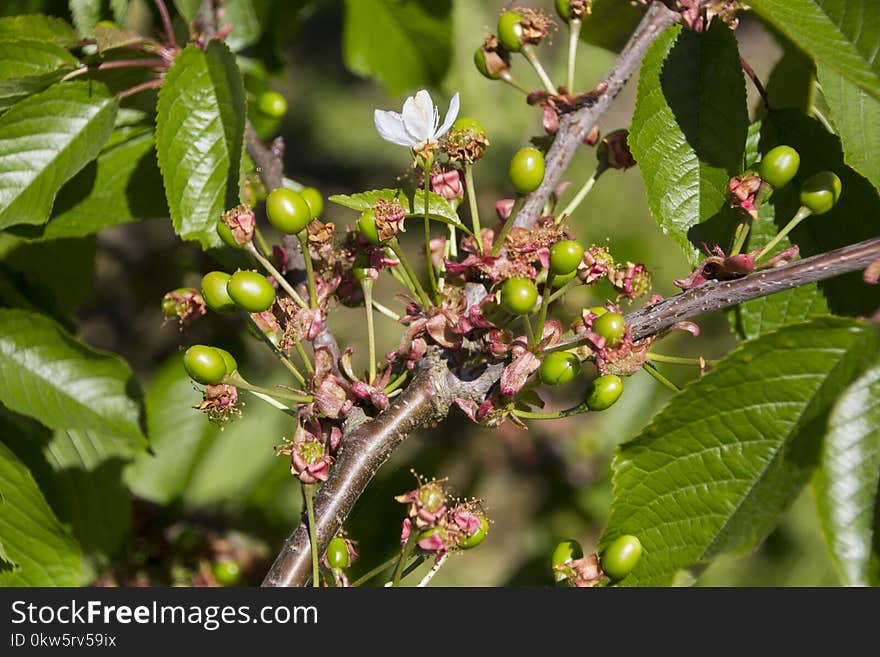 Plant, Chokeberry, Branch, Plant Stem